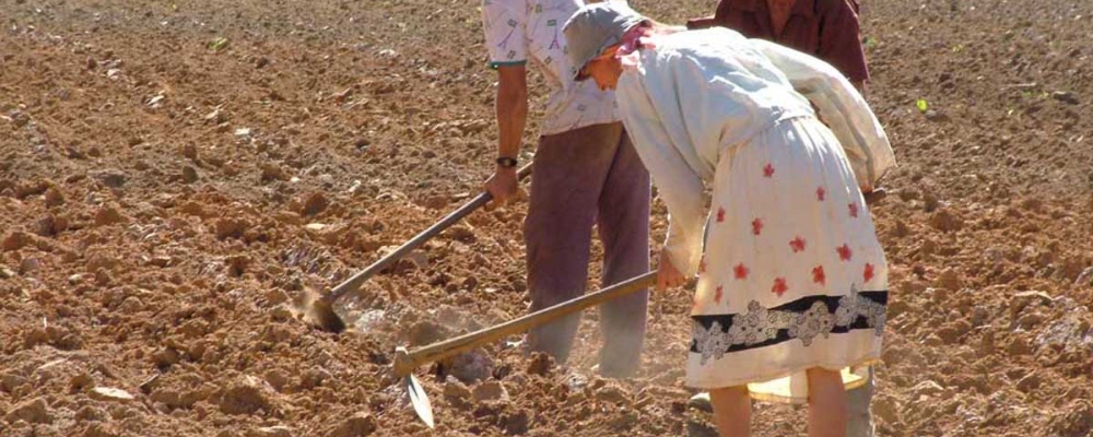 Agricultores familiares terão novo modelo de seguro em 2015