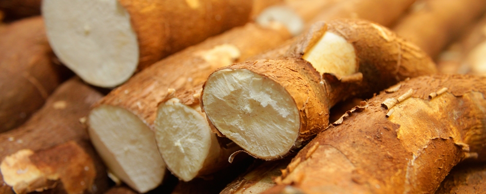 Mandioca/Cepea: Cotações seguem firmes