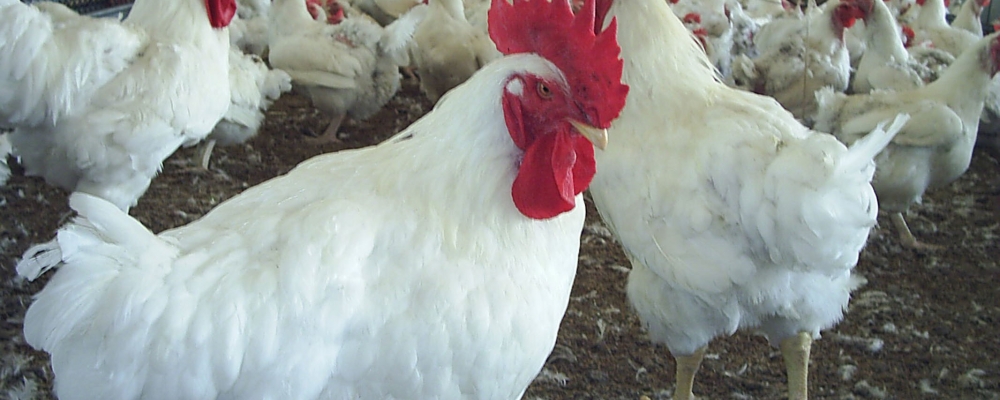 Exportações de carne de frango do Brasil em setembro saltam com ajuda da Rússia