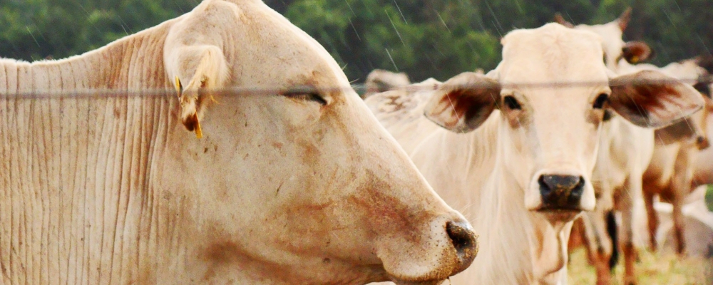 Boi gordo: alguns negócios ocorrem a R$130,00/@, à vista, em São Paulo