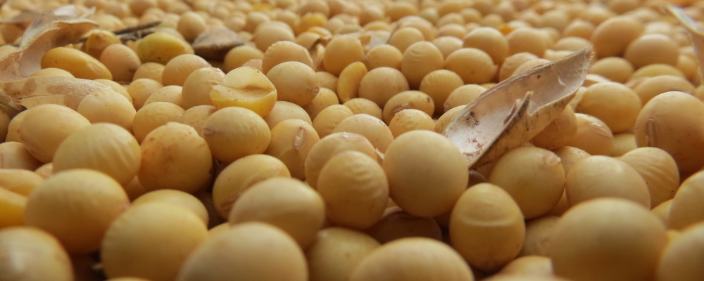 Soja é alternativa para as cooperativas se estruturarem (e sonharem com a diversificação)