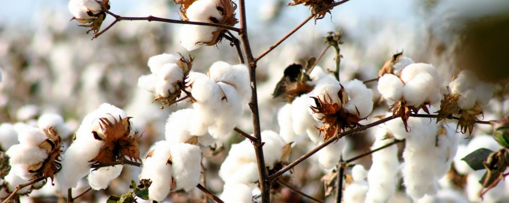 Acordo Brasil-EUA mantém status quo do negócio do algodão
