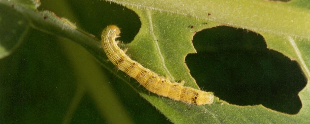 Custos podem triplicar para combate a pragas