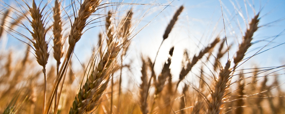 Conab negociou Pepro para venda e escoamento de 95,6 mil t de trigo