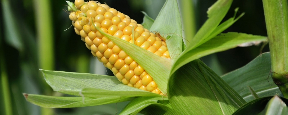 Reação das cotações do milho está sendo ensaiada e vem em boa hora