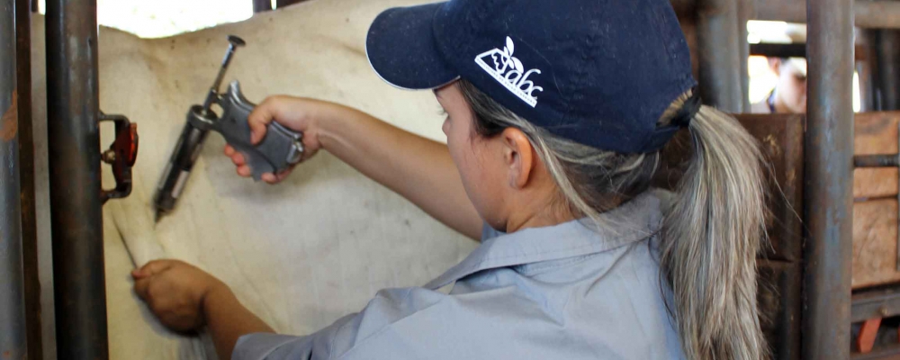 Vacinação de bovinos no Pantanal terminará em dezembro