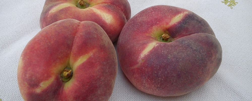 Primeira cultivar nacional de pêssego chato será lançada novembro em SP