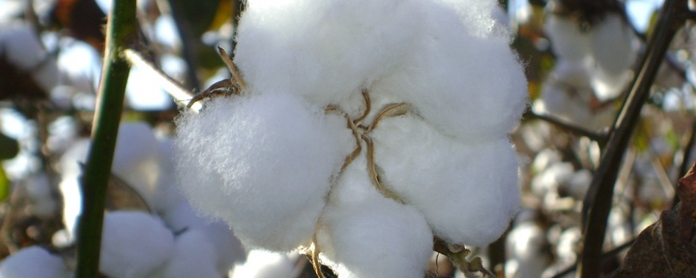 MT: valor da arroba do algodão desvaloriza 0,7%, segundo Imea