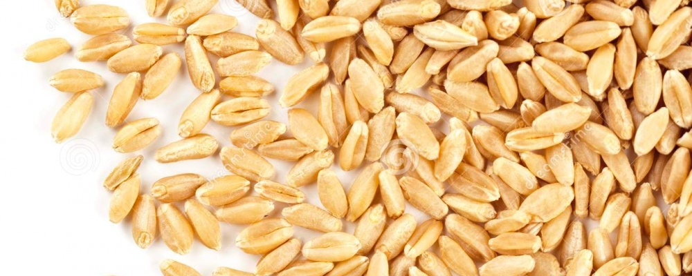 Conab promove leilão de Pepro de trigo nesta quinta-feira