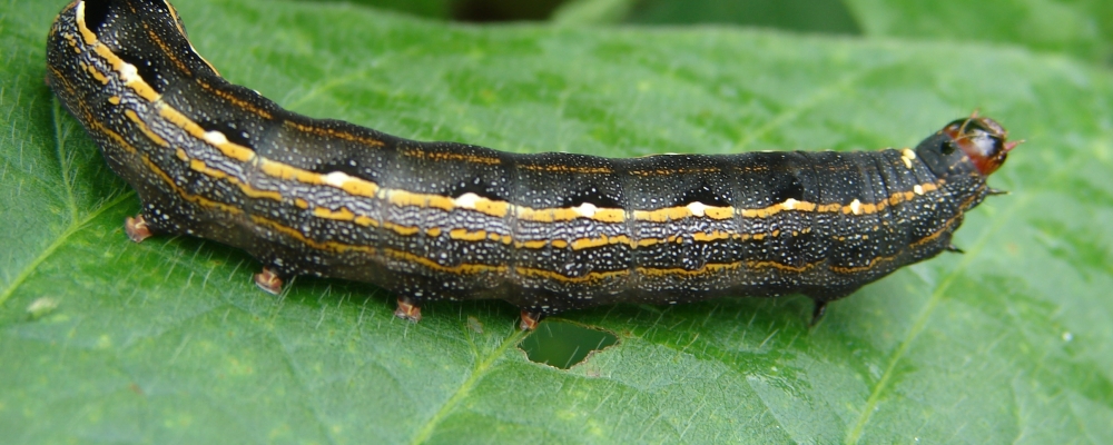 Lagarta Spodoptera infesta pastagem no Mato Grosso