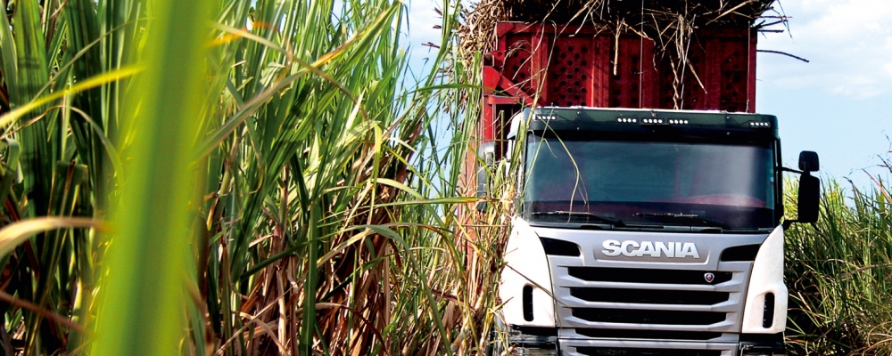 CMN fixa normas para financiamento da cana-de-açúcar