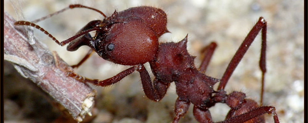 Combate à formiga cortadeira é intensificado no Noroeste do Paraná