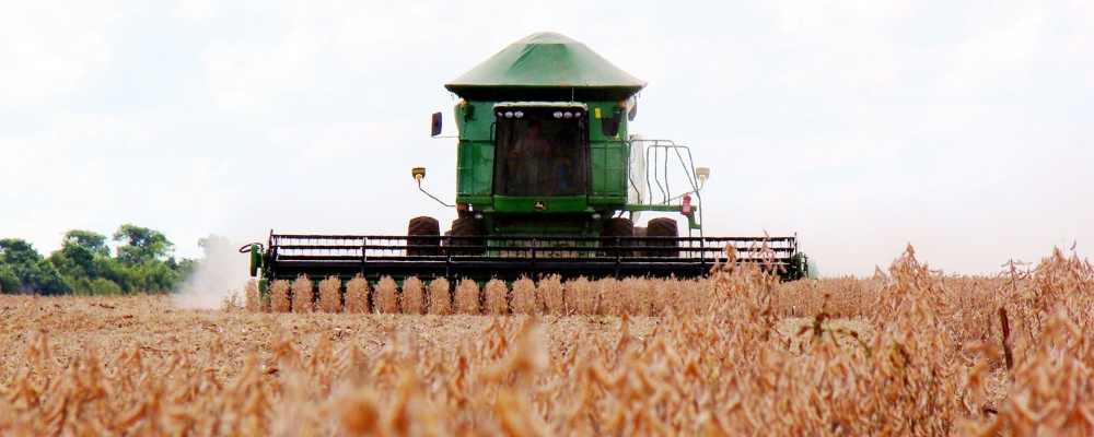 Soja: 84% da área semeada no MT