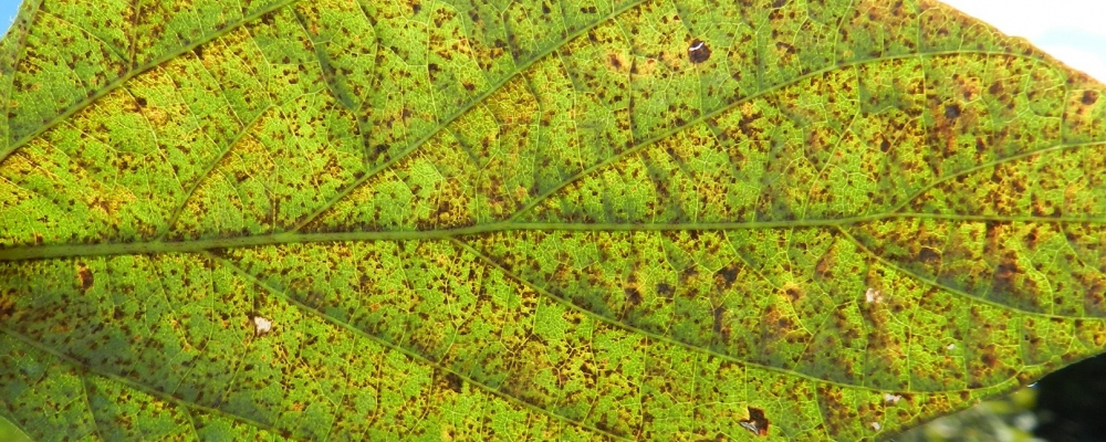 Ferrugem Asiática deve chegar bem mais cedo nesta safra