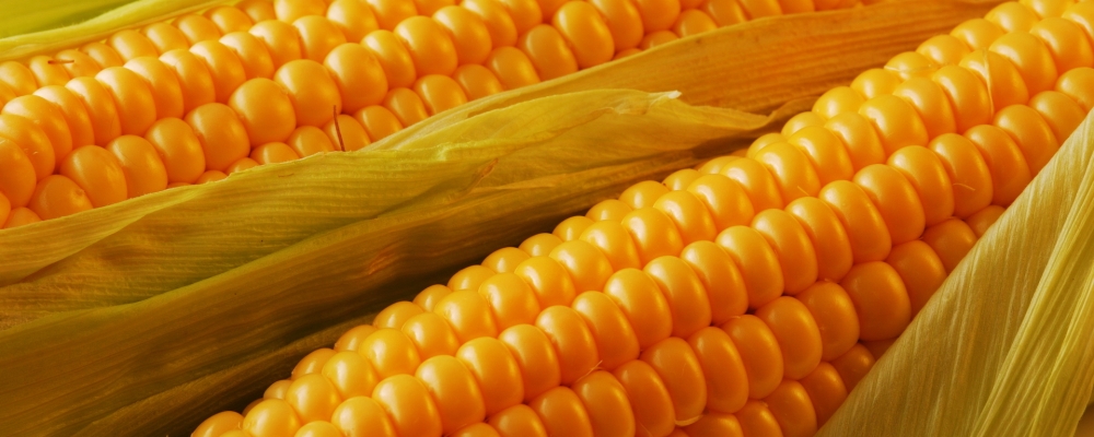 Milho em MT tem aumento mas ainda é pouco, diz Imea