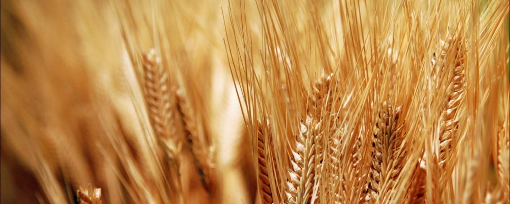 Leilão de trigo negocia 27% do total ofertado por produtores de MS