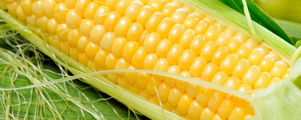 Milho de inverno sofre novas influências