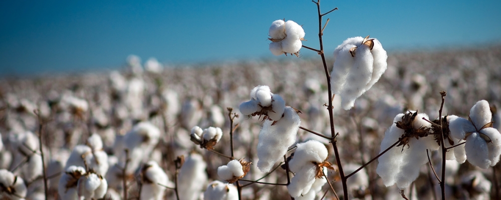 Consumo mundial de algodão volta a crescer, porém exportação tem ritmo menor