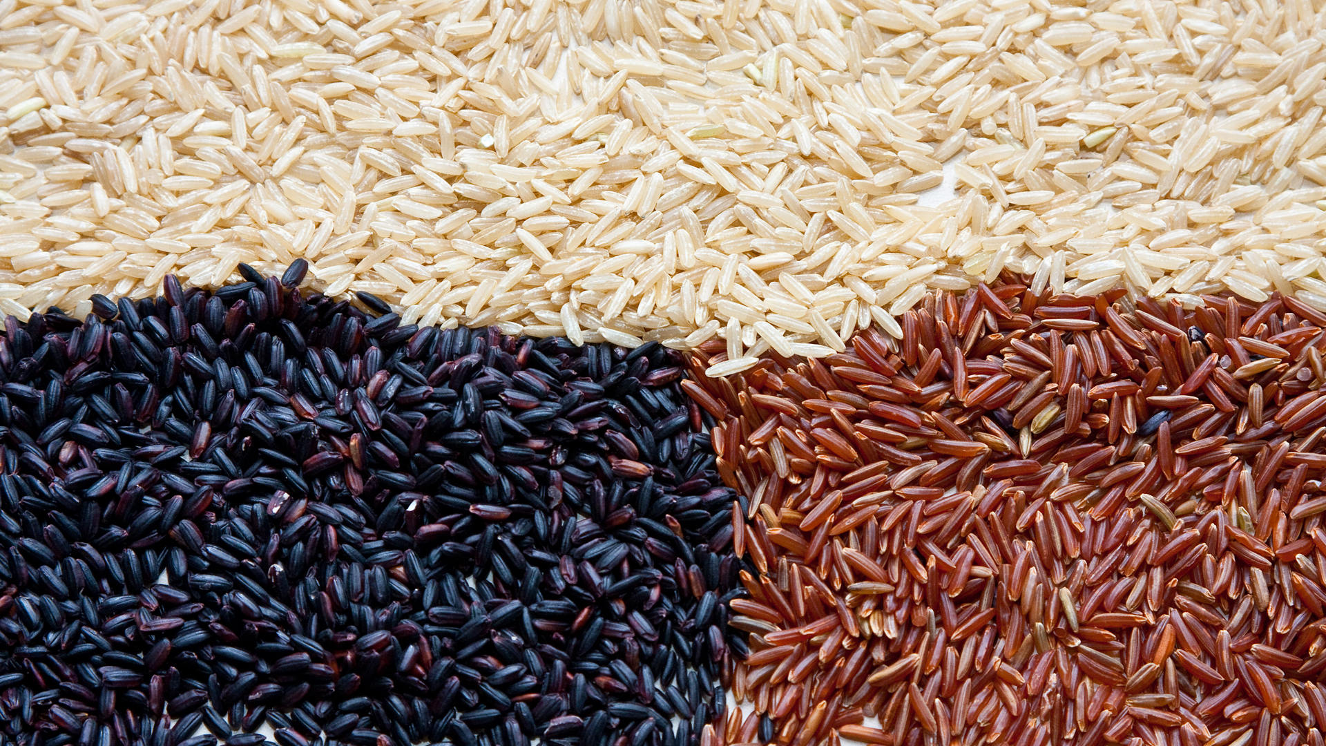 Arroz/Cepea: cotações recuam em fevereiro, em função da baixa demanda