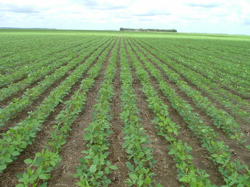 Lagarta é principal praga notada nas lavouras de MT