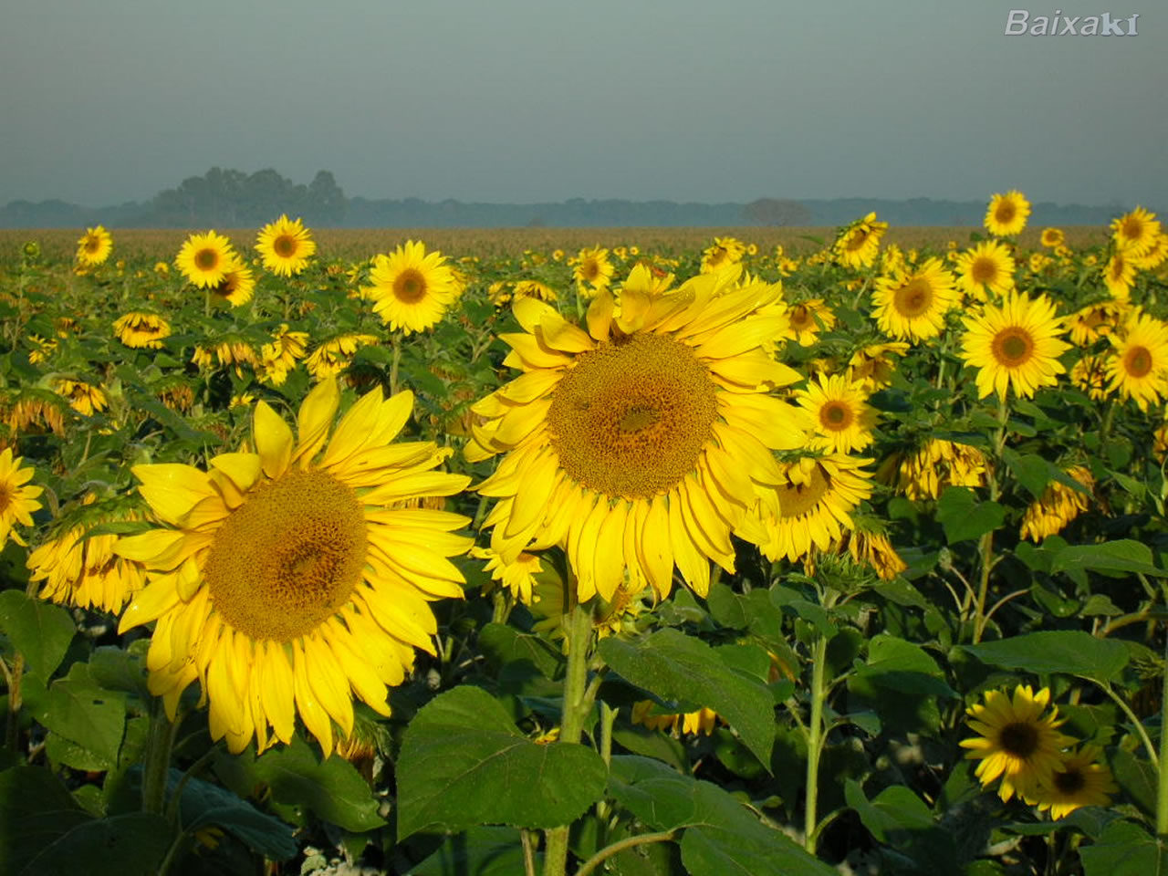 TO: Embrapa destaca na Agrotins as vantagens da utilização do girassol como substituta da soja; palestra será no próximo sábado