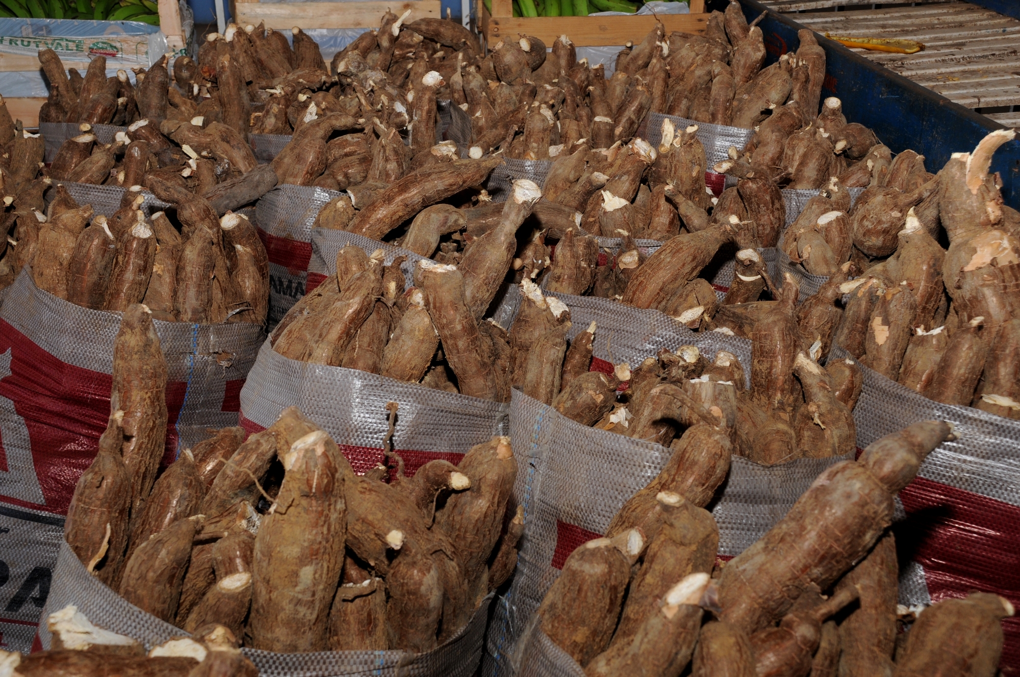 Mandioca/Cepea: produção de fécula é a maior em 12 anos