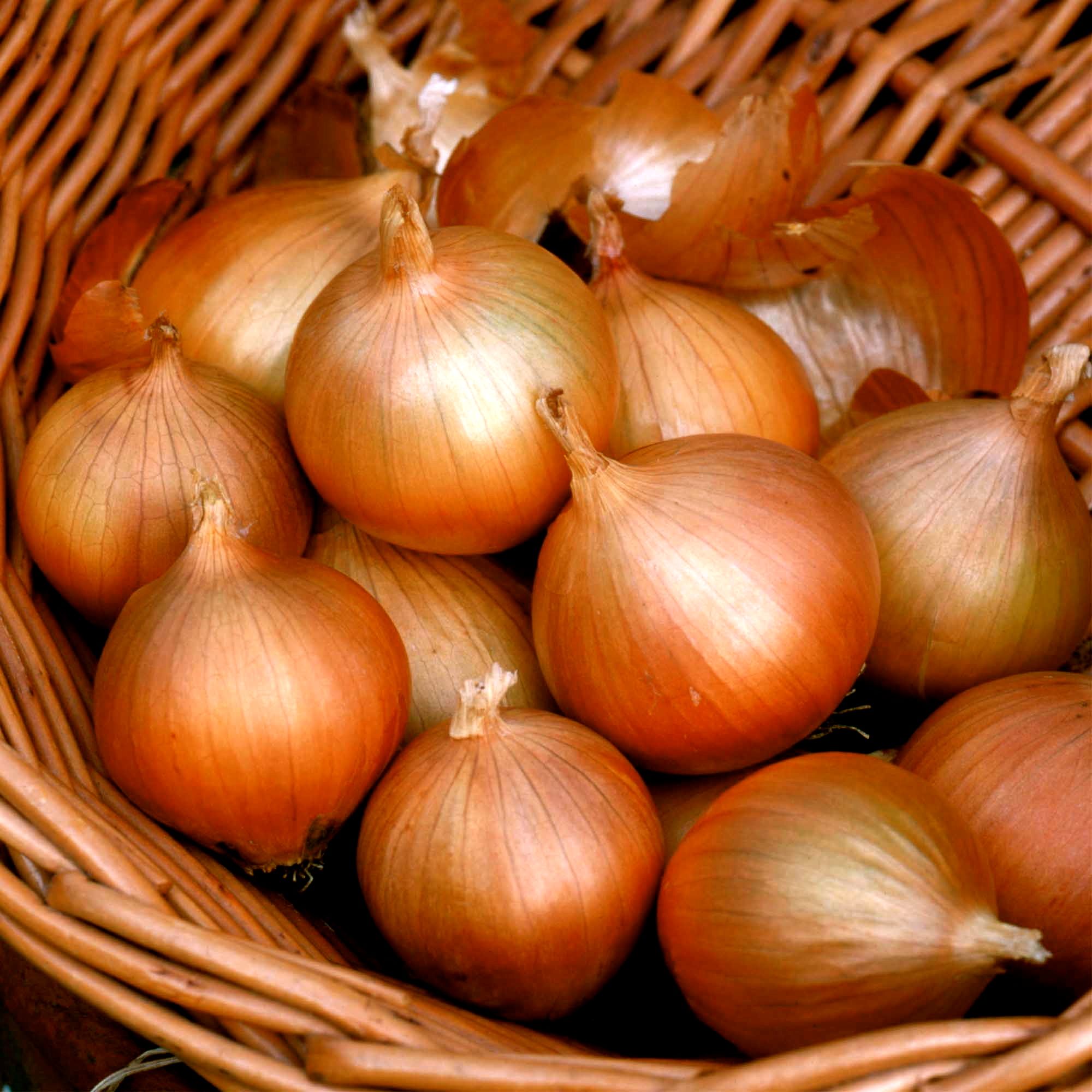 Santa Catarina espera colheita recorde de cebola