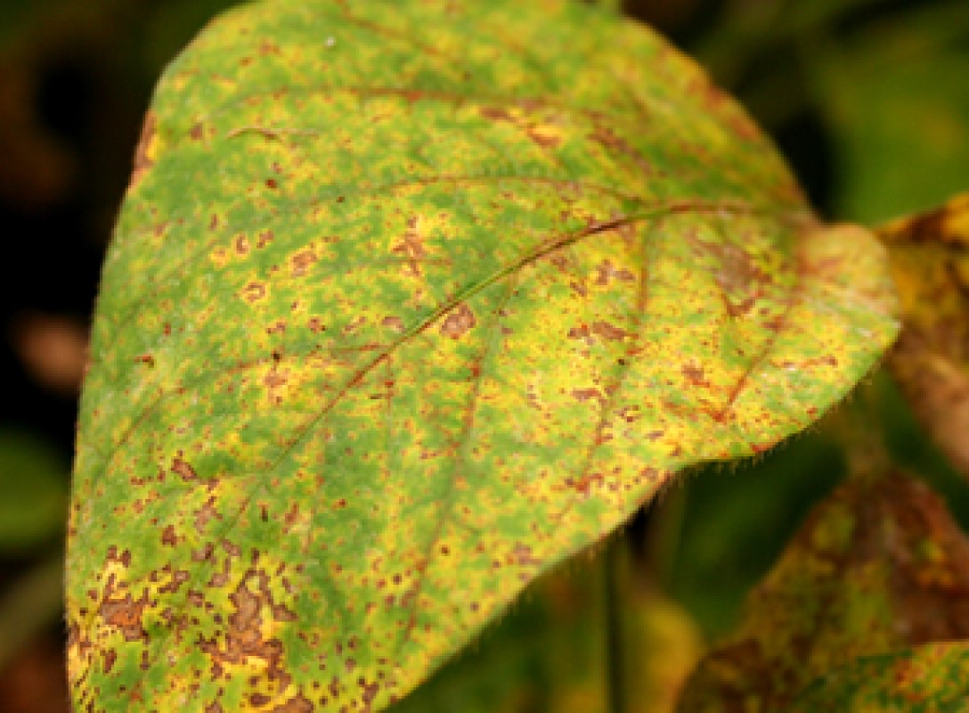 Ferrugem volta a assombrar lavouras de soja