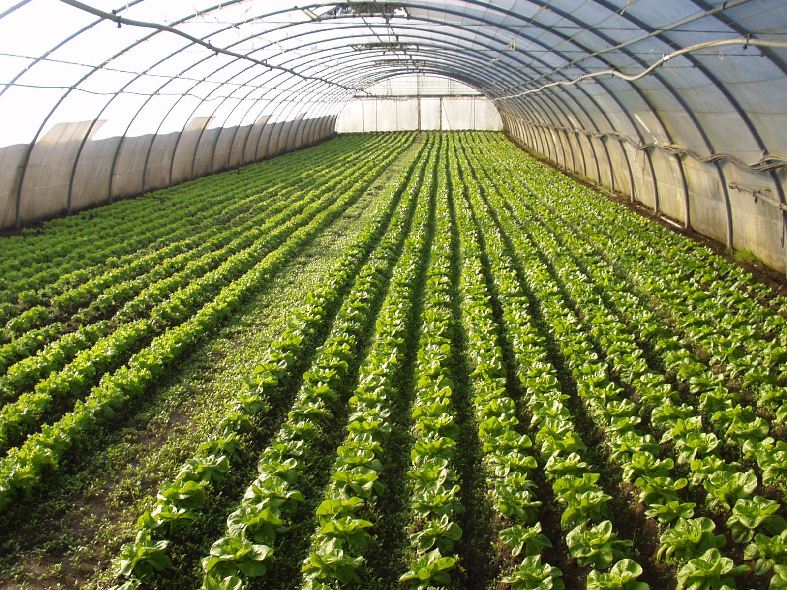 Famílias de agricultores do Norte de Minas investem na horticultura