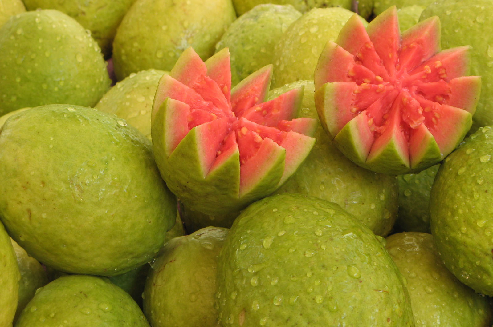 Produção de goiaba anima produtores em Santa Catarina