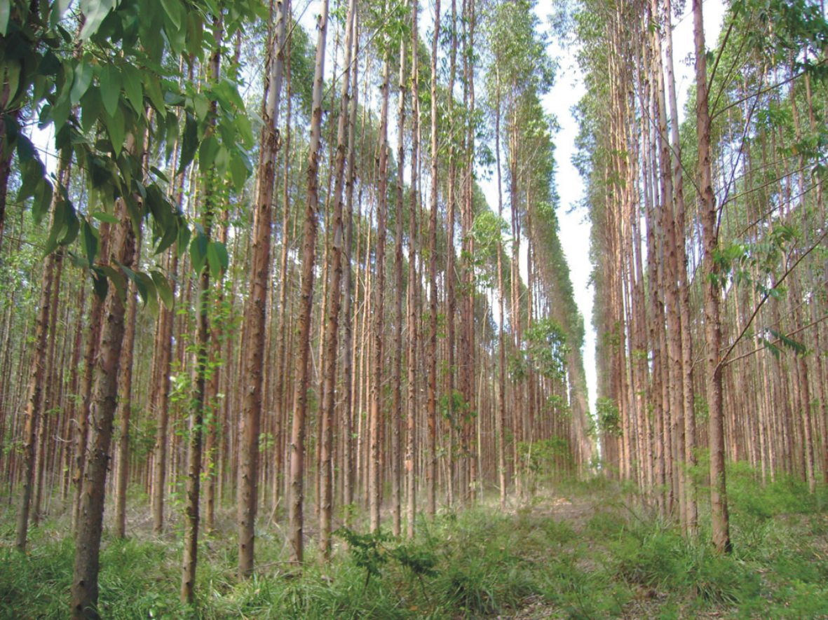 Eucaliptos: Bayer apresenta solução para conter avanços da vespa-da-galha