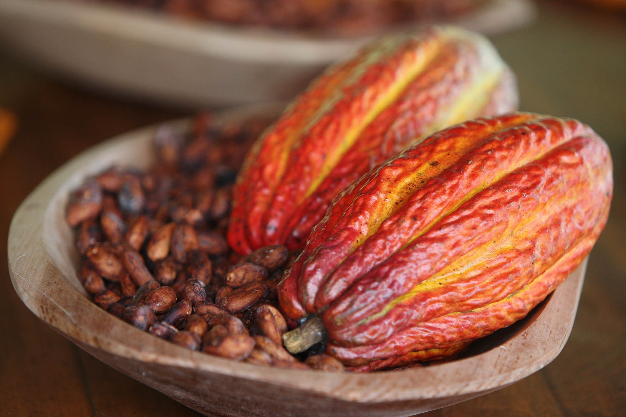 Bahia em alerta para riscos de pragas na importação do cacau