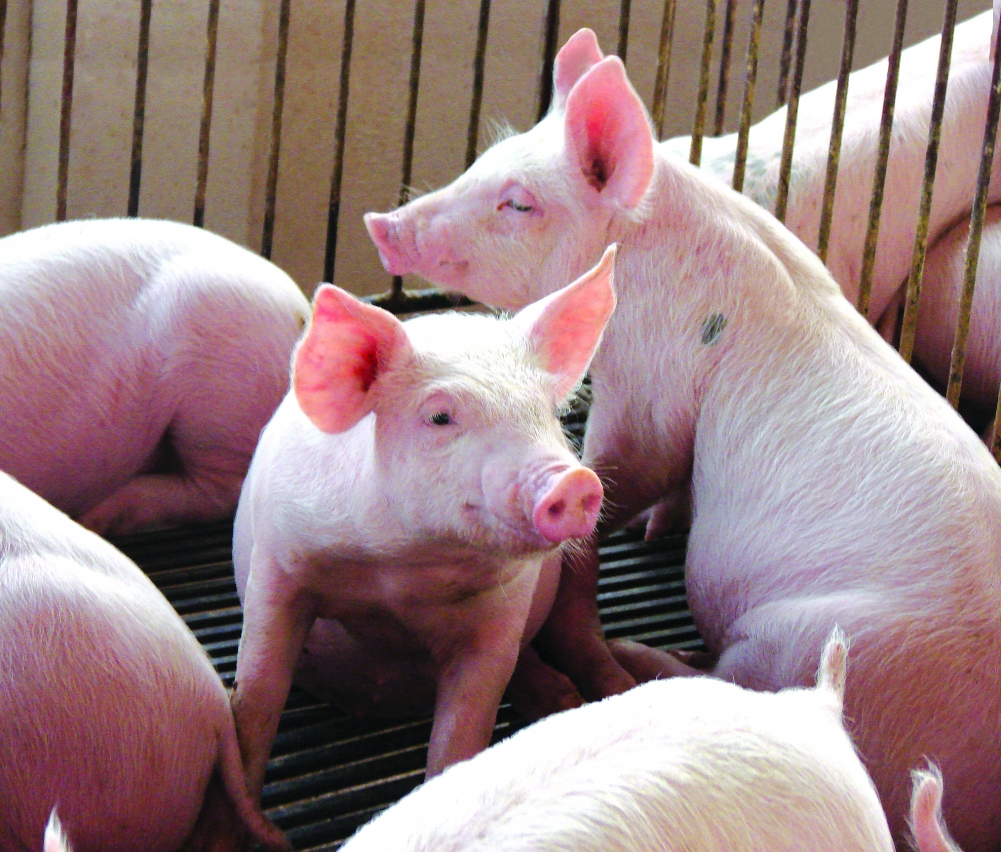 AveSui 2016 apresenta com exclusividade Abatedouro Móvel de Suínos da Embrapa