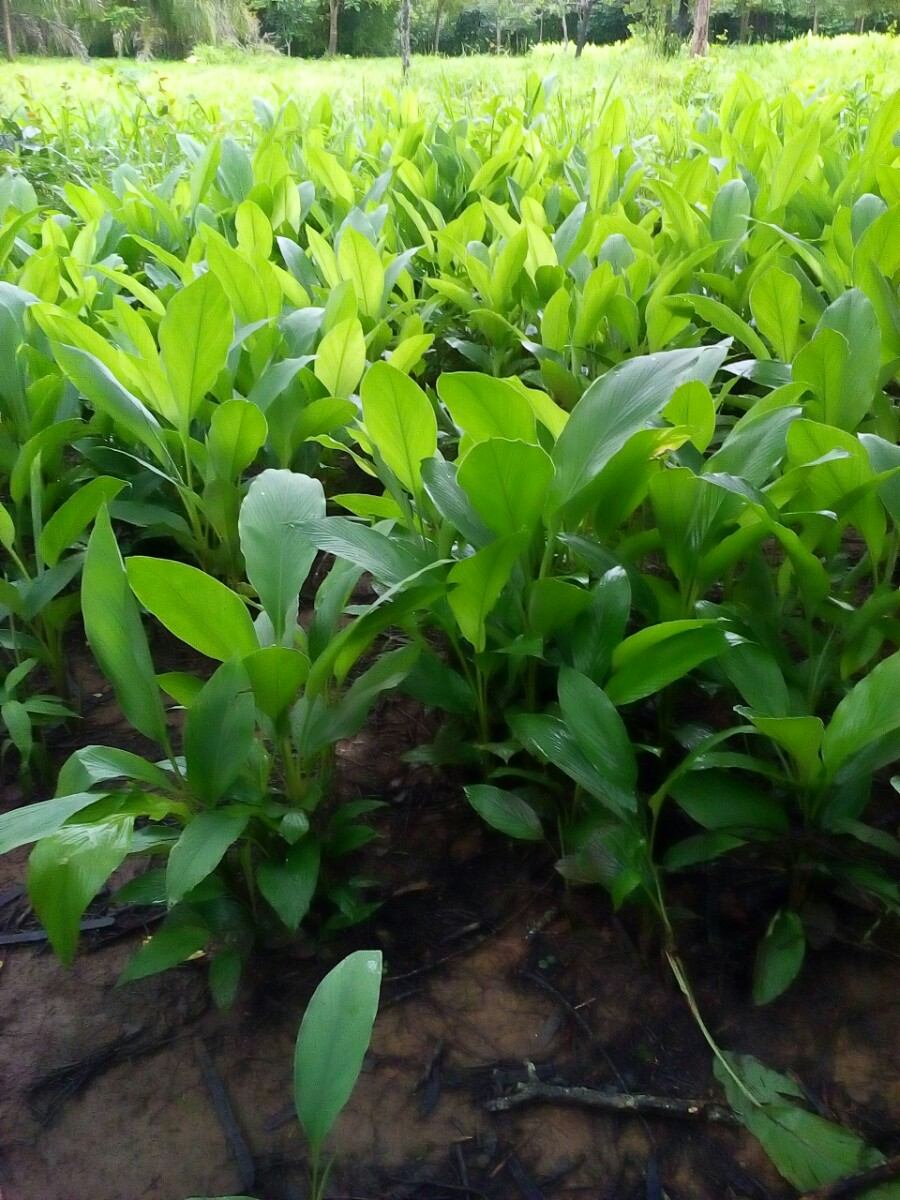 Açafrão da região de Mara Rosa, em Goiás, é o primeiro do país com indicação geográfica