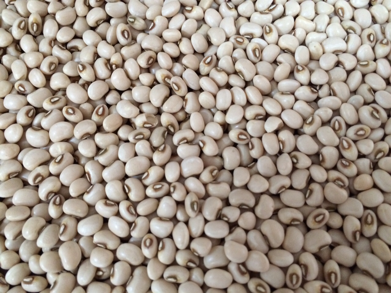 Embrapa Produtos e Mercado disponibiliza sementes básicas de feijão-caupi da cultivar BRS Imponente