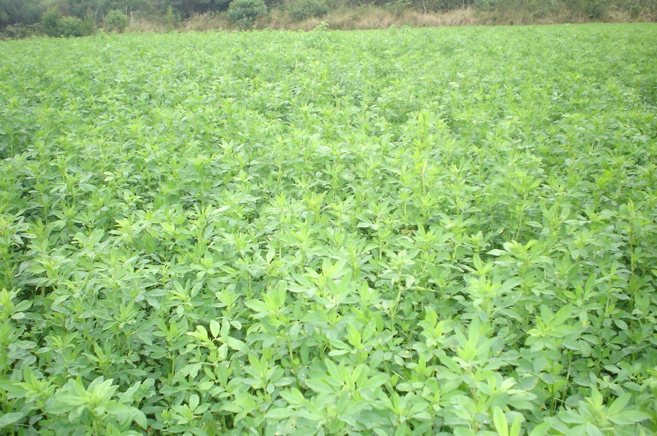 Adubação Biológica atinge 140 mil hectares em Goiás