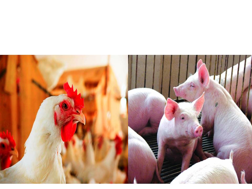 ABPA mira China para expandir negócios de aves e suínos