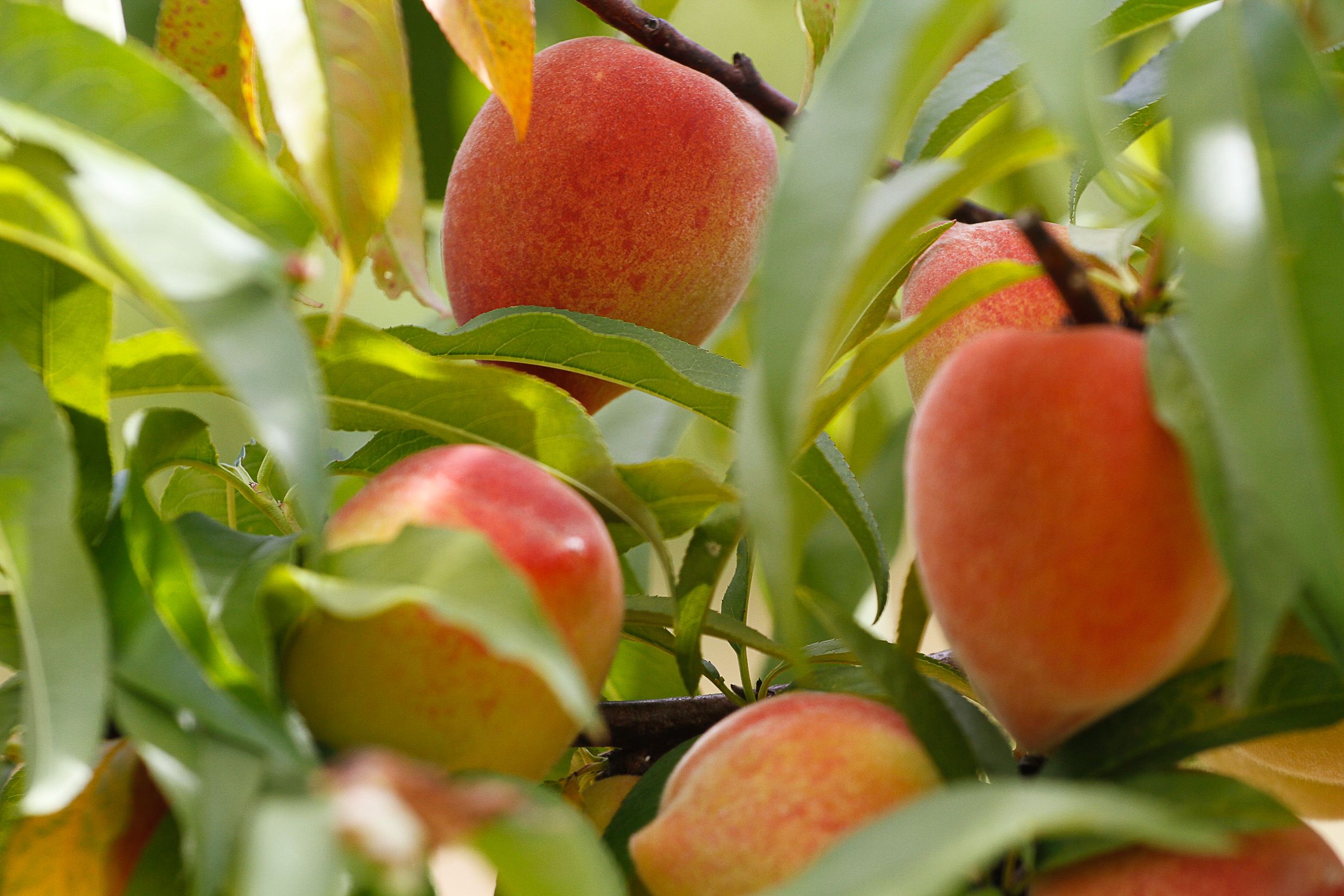 Entressafra do pessegueiro atualiza cadeia produtiva no manejo da cultura