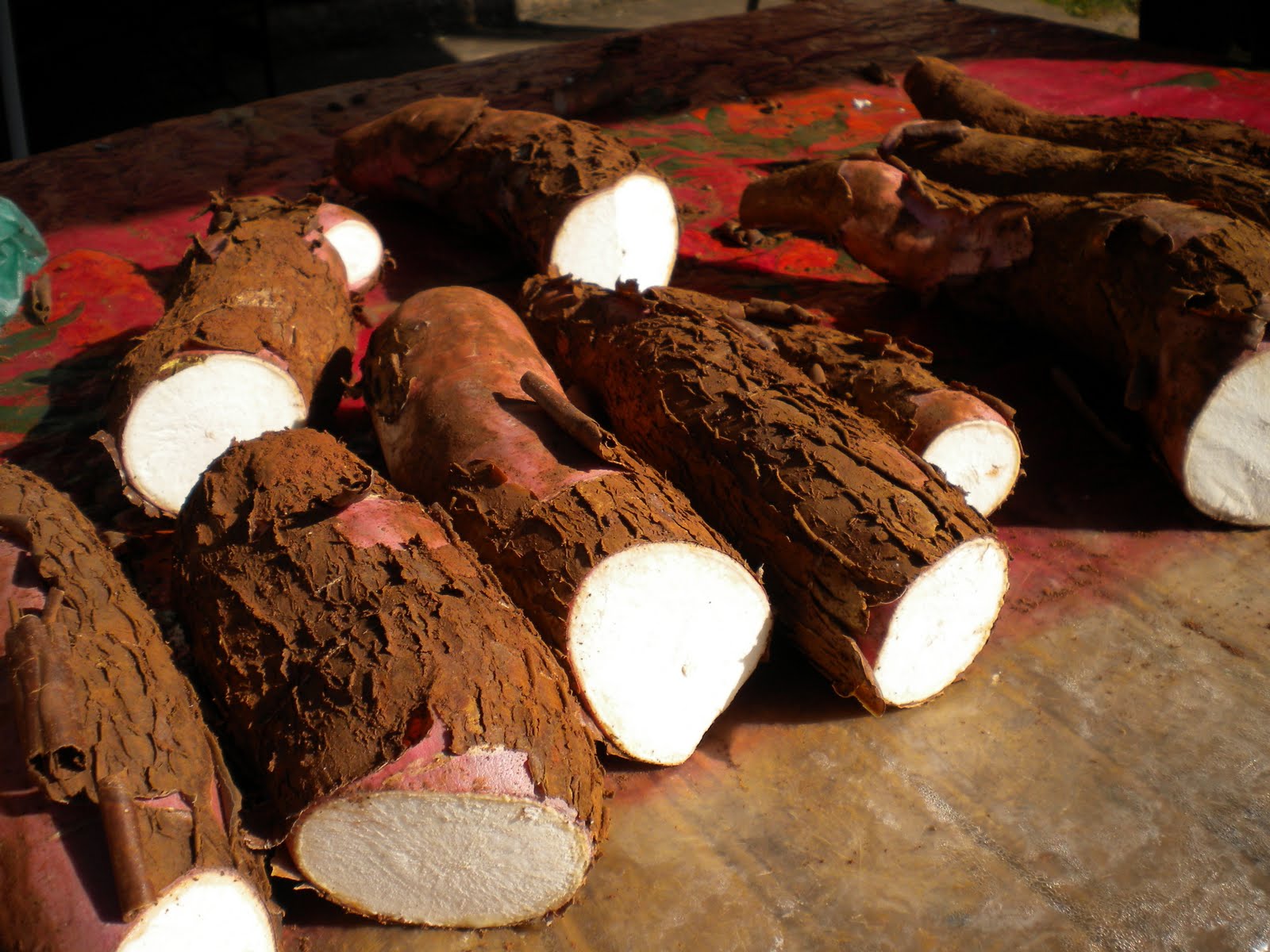 Produção de mandioca é comemorada com festa em Almenara