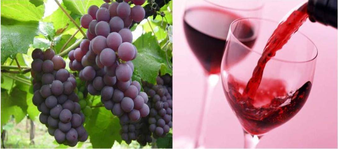 Encontro reforça a interação entre a Embrapa Uva e Vinho e parceiros das unidades demonstrativas