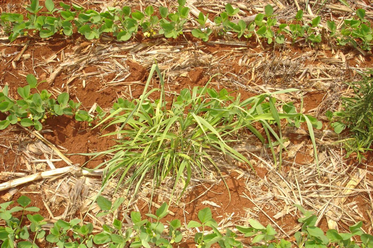 Plantas Daninhas Resistentes – Um problema que não atinge apenas o Glifosato