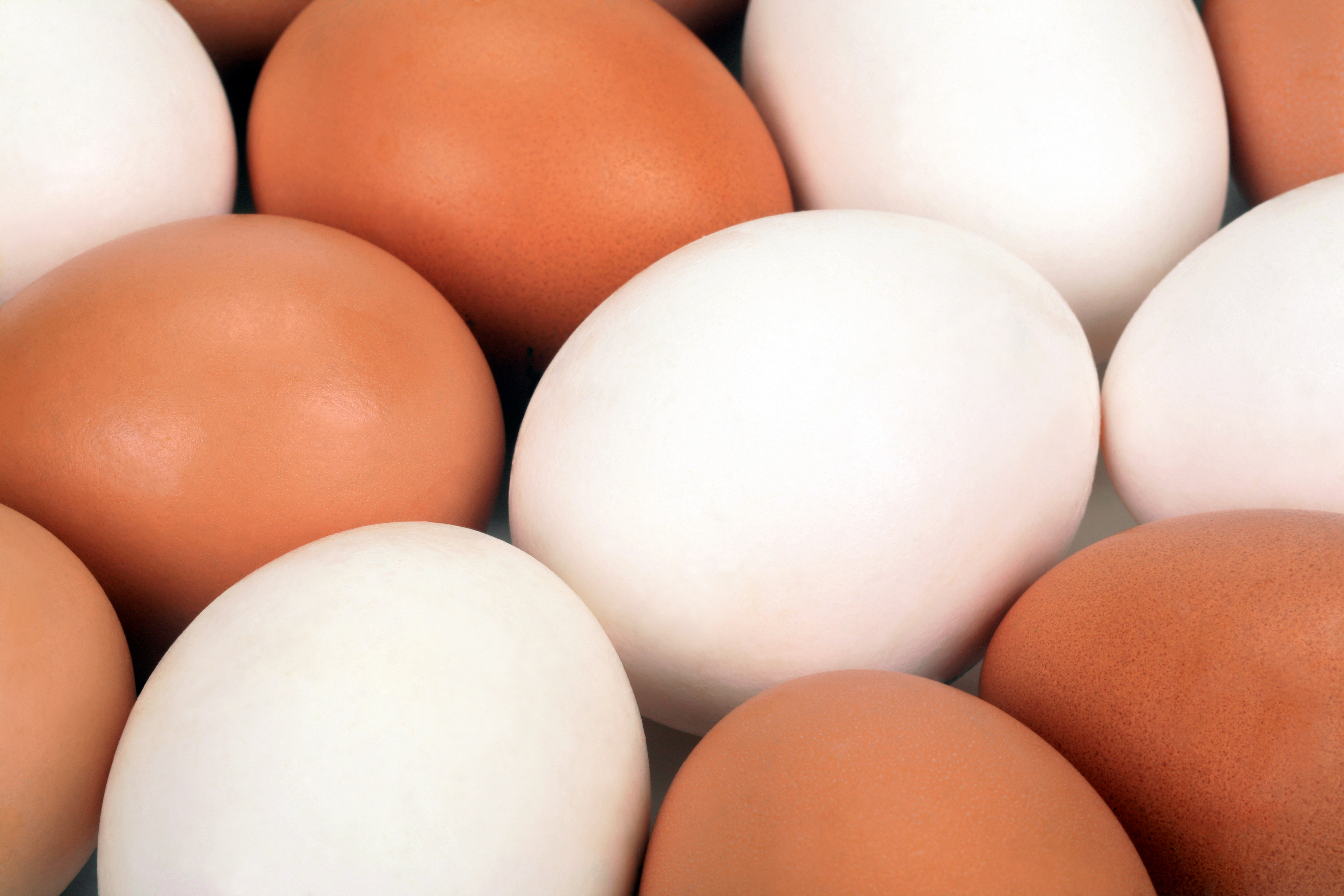 Ovos brancos e vermelhos continuam a sofrer quedas ininterruptas