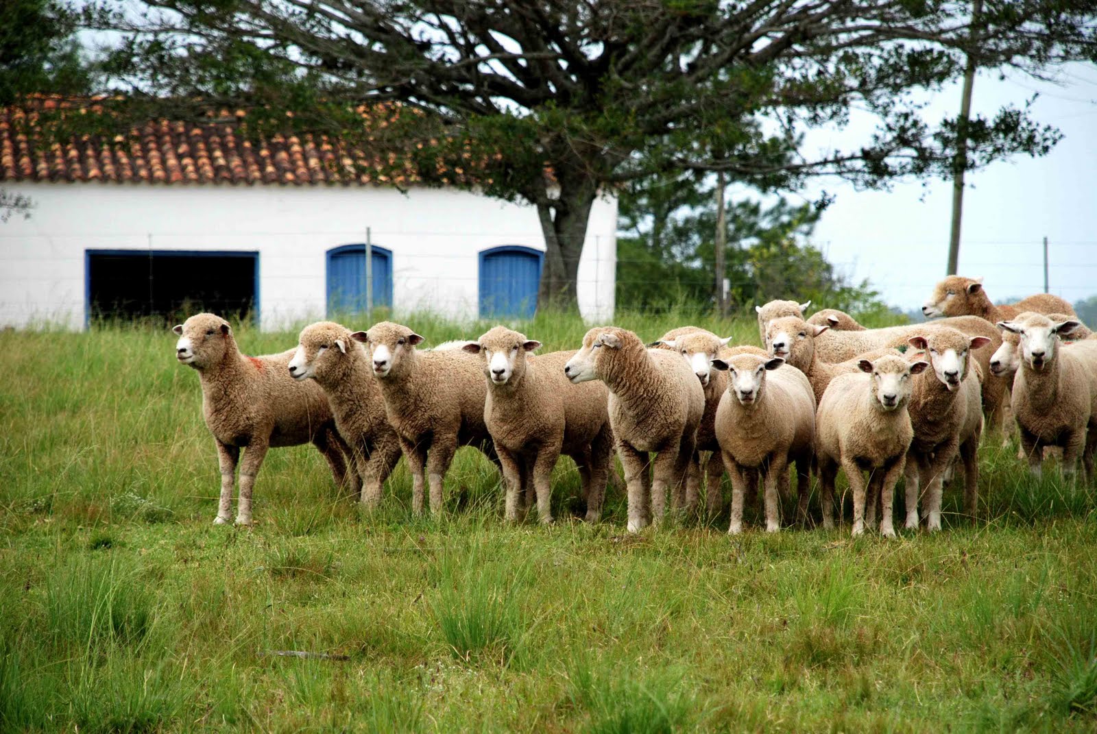 Panambi inaugura primeira agroindústria de abate de ovinos com desafio de organizar cadeia produtiva