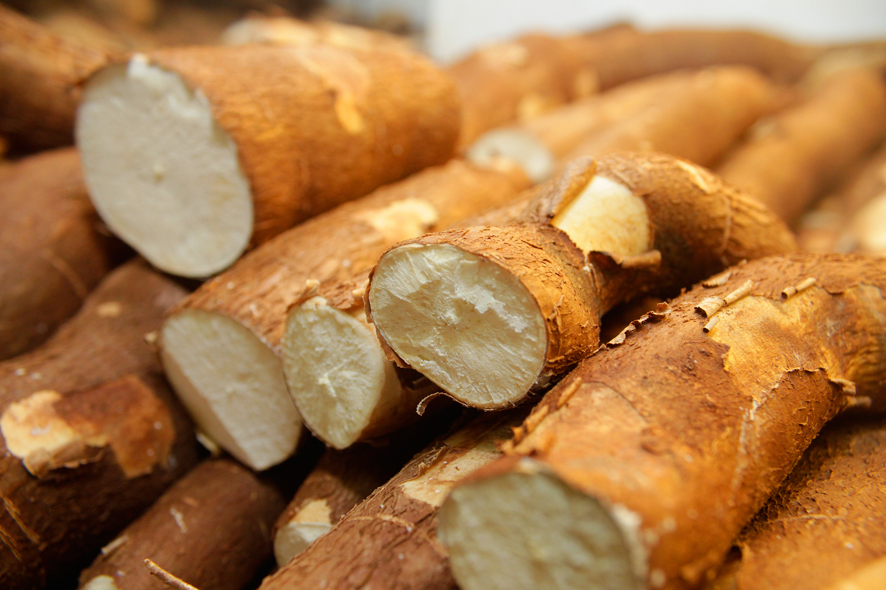 Cultivo e processamento da mandioca são temas de curso