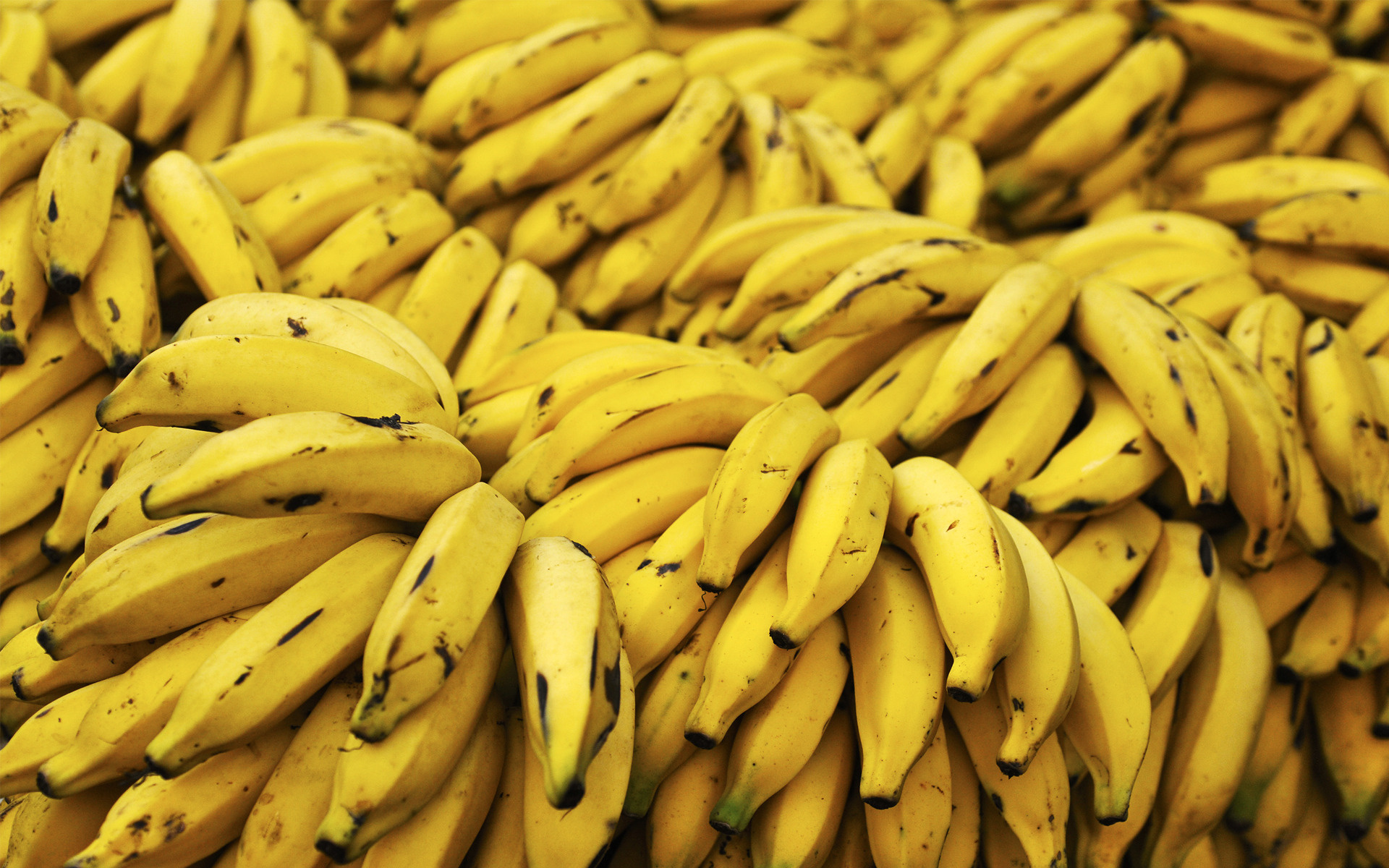 Santa Catarina produz a banana mais doce do Brasil
