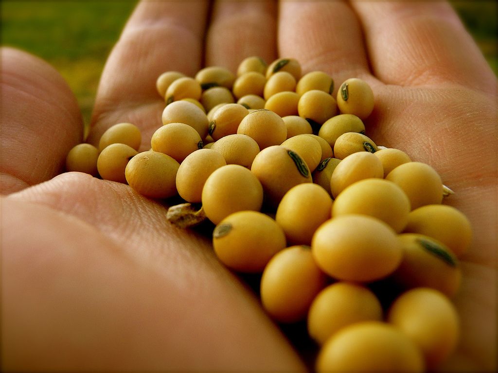 Semeadura da soja chega a 36% das lavouras do estado, segundo Aprosoja/MS