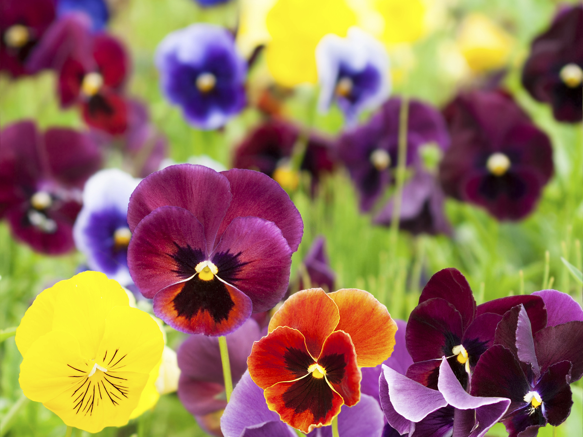 Agroflores promoverá encontro entre produtores do setor florista