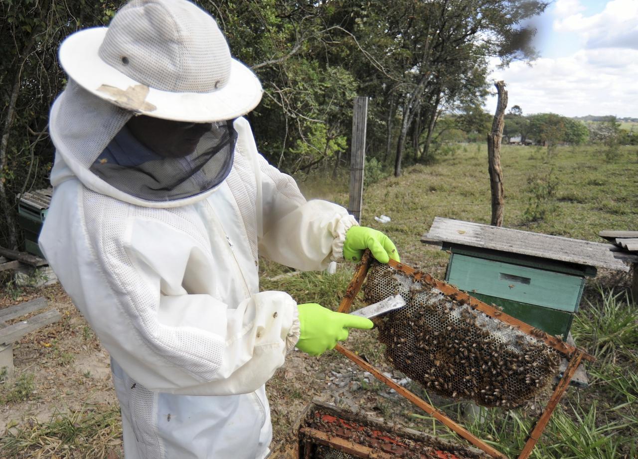 Pesquisa altera números de apicultores e confirma produtividade e qualidade de mel catarinense