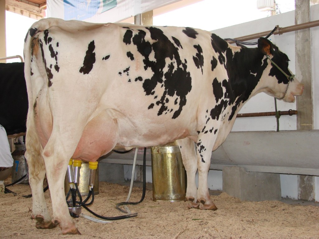 Estresse térmico e os cuidados no manejo das vacas leiteiras no verão