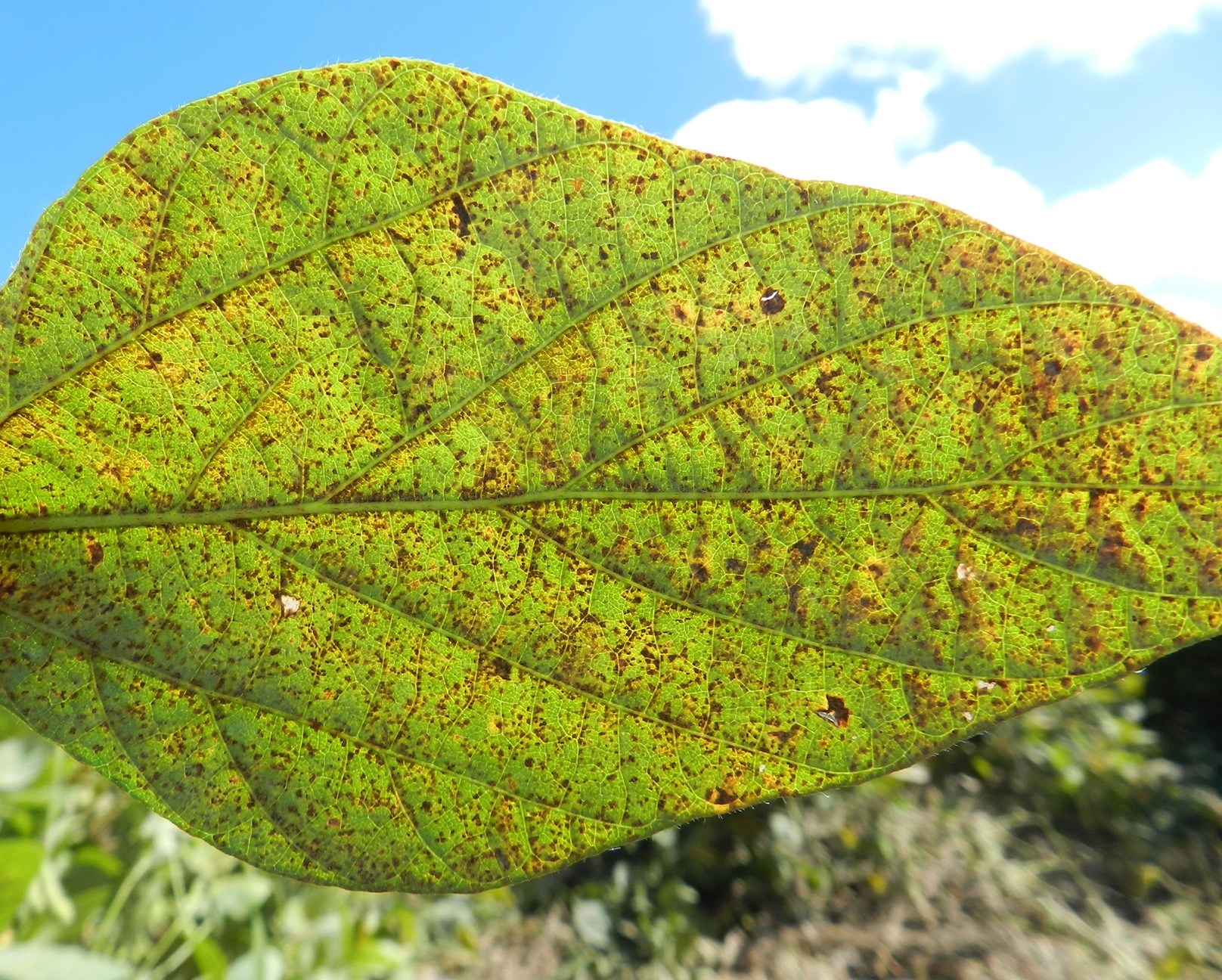 CESB alerta sobre ferrugem asiática da soja